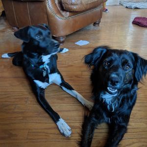 Meet your Posher, Robin